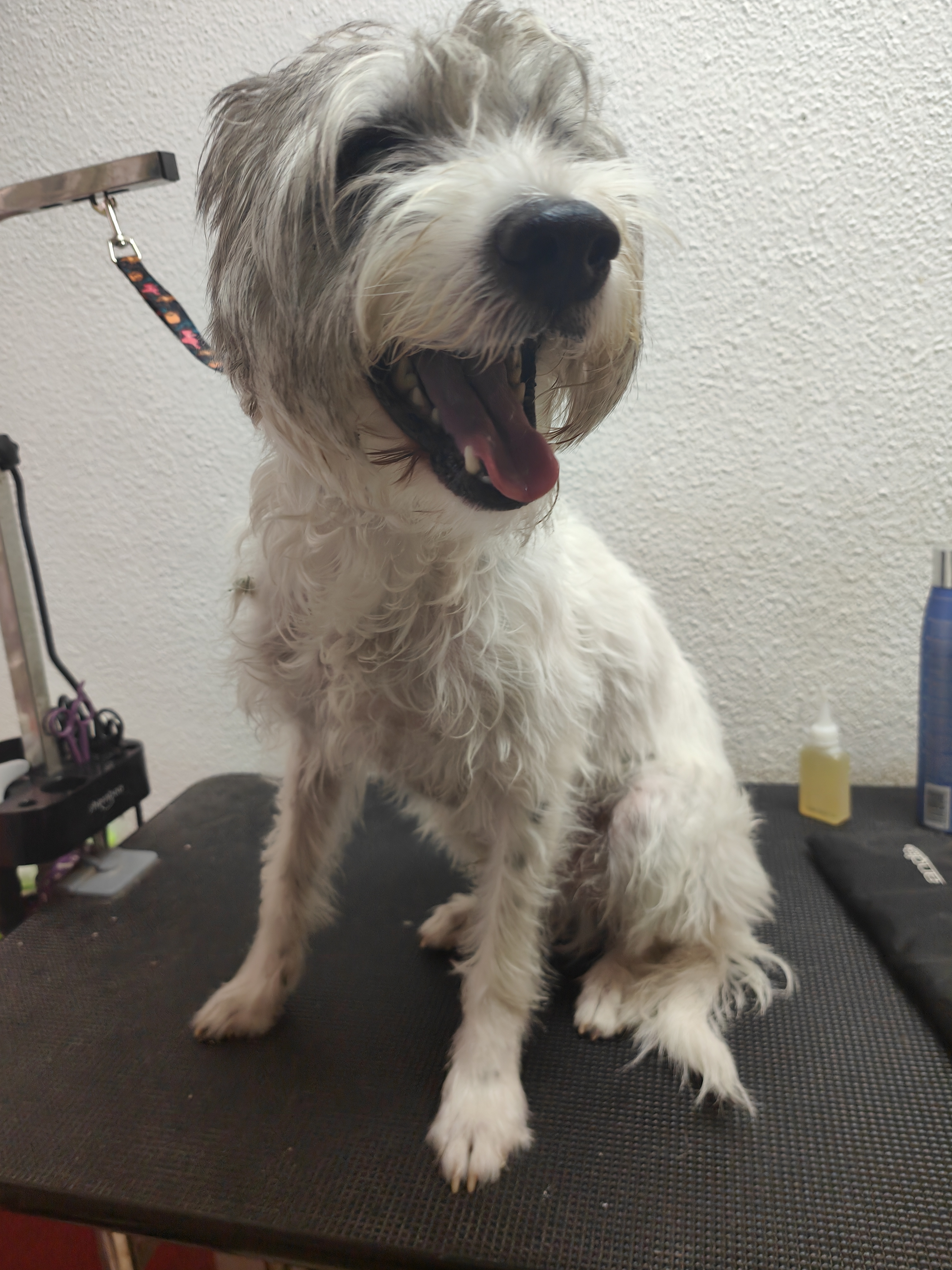 Peluquería de mascotas Yolapatitas